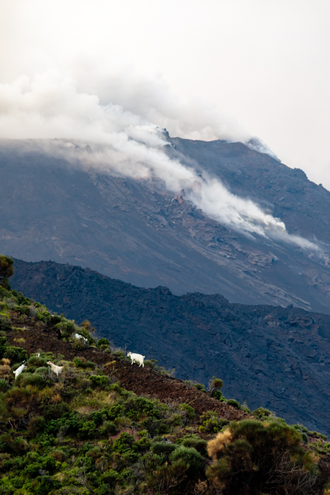 Goats graze on green volcanic slopes on Stromboli as smoke and ash rise from the erupting volcano in the background.