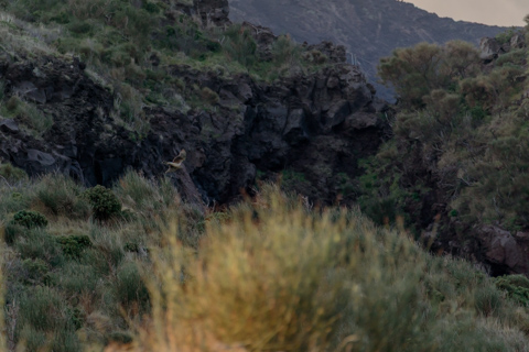 A peregrine falcon flies low along the rocky, shrub-covered volcanic slopes of Stromboli, Italy, blending into the rugged landscape.