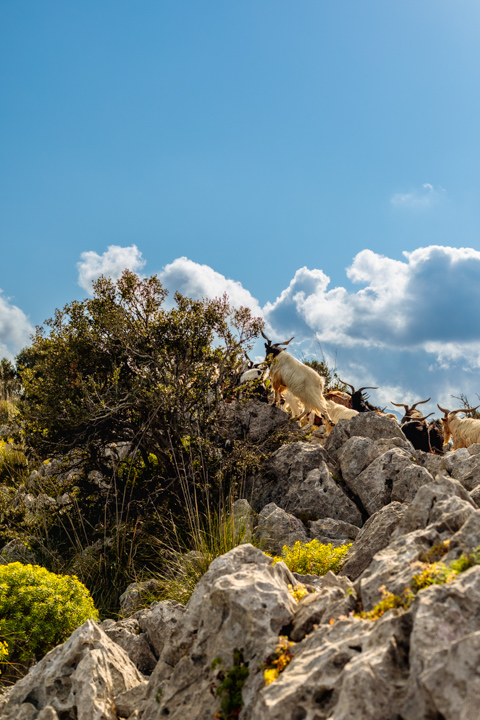 Semi-wild Etna goats move among rocky outcrops and dense Mediterranean shrubs on the slopes of Mount Pellegrino in Sicily, Italy.