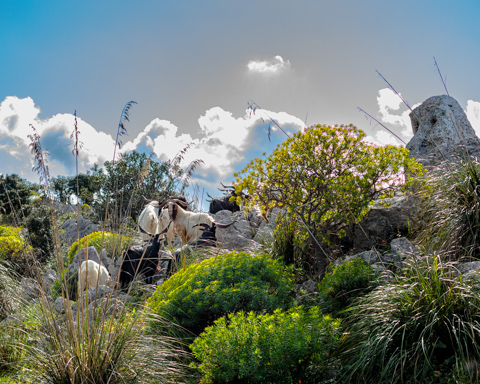 Semi-wild Etna goats move among rocky outcrops and dense Mediterranean shrubs on the slopes of Mount Pellegrino in Sicily, Italy.