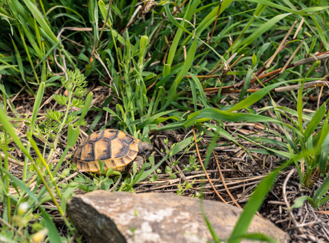 A baby spur-thighed tortoise crawls through green grass and small rocks near Tbilisi Sea, Georgia.