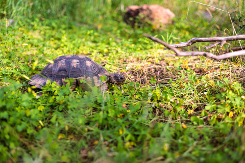 A spur-thighed tortoise walks through dense green clover on Philopappou Hill in Athens, Greece.