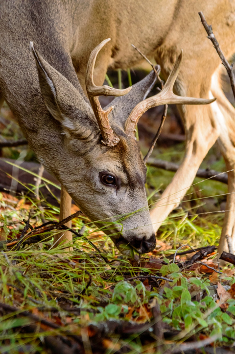 A mule deer grazes on young growth in a winter forest in Yosemite National Park, California, United States.