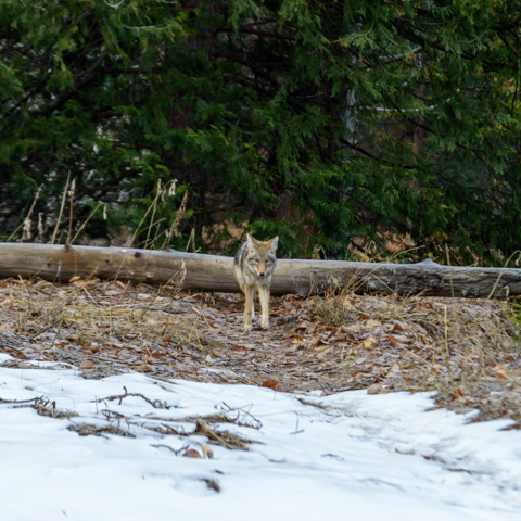A coyote walks through a snowy valley in Yosemite National Park, California, with patches of exposed ground and evergreen forest behind it.