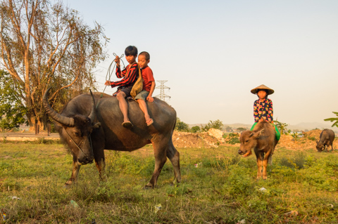 Children ride water buffaloes across a grassy field near Hsipaw, Myanmar, as the animals return home after grazing in the late afternoon light.