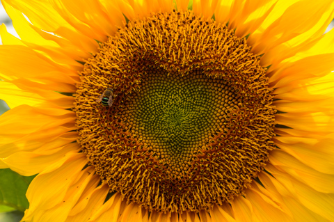 A blue-banded bee collects pollen from the center of a bright yellow sunflower on a farm in Gasing, Bali, Indonesia.