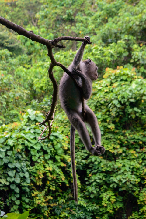A long-tailed macaque hangs from a tree branch in the dense forest of the Sacred Monkey Forest Sanctuary in Ubud, Bali, Indonesia.