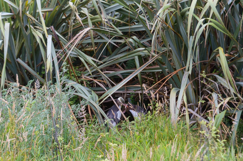Two yellow-eyed penguin stands partially hidden among tall grasses and flax at a nesting site in Curio Bay, New Zealand.