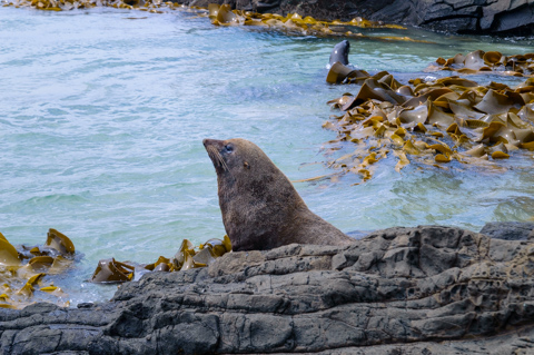 A New Zealand fur seal rests on a rocky shoreline at Cannibal Bay, South Island, New Zealand, surrounded by kelp and clear coastal water.