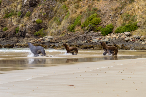 Hooker’s sea lions confront one another on the wet sand at Cannibal Bay, South Island, New Zealand, with rocky cliffs rising behind the beach.