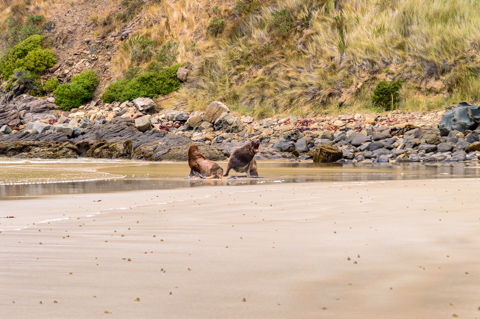 Two Hooker’s sea lions face off in shallow water at Cannibal Bay, South Island, New Zealand, with a rocky shoreline and grassy slopes behind them.