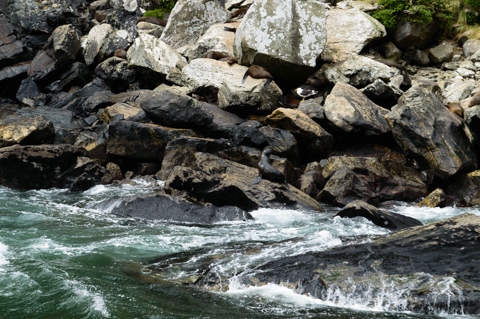New Zealand fur seals rest on dark shoreline boulders along the water’s edge in Milford Sound, with waves breaking against the rocks.
