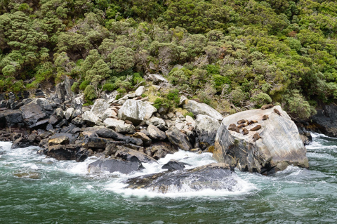 New Zealand fur seals rest on large shoreline boulders along the rocky coast of Milford Sound, with dense native forest rising above the water.