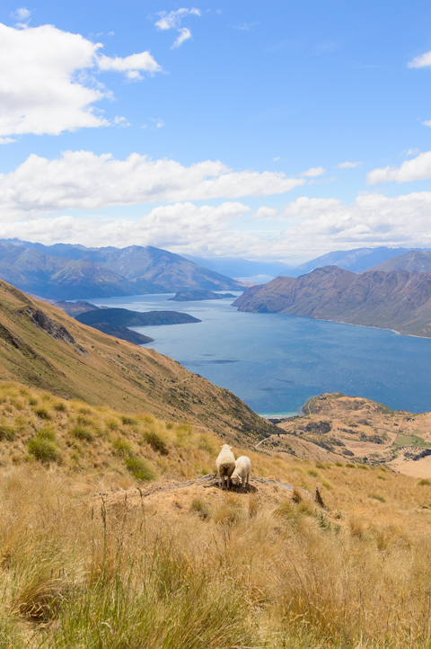 Two sheep stand on a grassy ridge at Roys Peak, overlooking Lake Wanaka and surrounding mountain ranges under a blue, cloud-dotted sky in New Zealand.