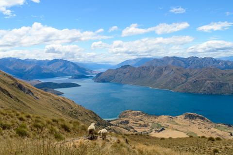 Two sheep stand on a grassy ridge at Roys Peak, overlooking the blue waters of Lake Wanaka and surrounding mountain ranges in New Zealand.