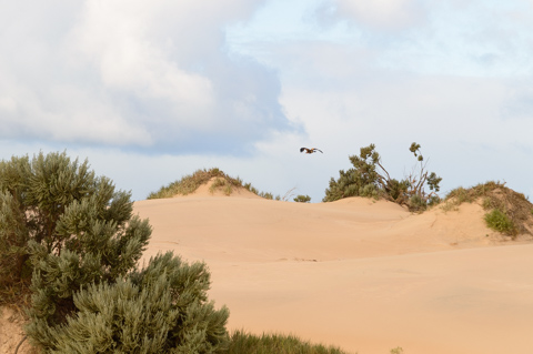 A wedge-tailed eagle flies low over sandy beach dunes along the Great Ocean Road in Victoria, Australia, with coastal vegetation in the foreground.