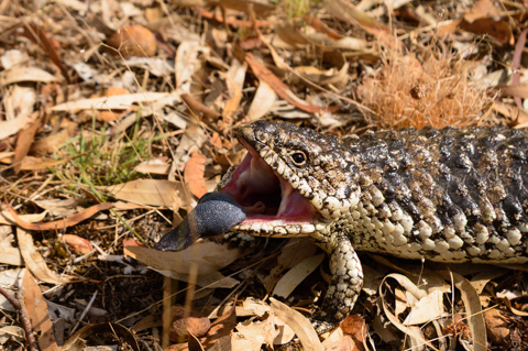 A blue-tongued lizard opens its mouth, flashing its dark blue tongue as it moves through dry leaves and low vegetation in Grampians National Park, Victoria, Australia.