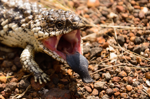 A blue-tongued lizard opens its mouth, extending its dark blue tongue while moving across gravel in Grampians National Park, Victoria, Australia.