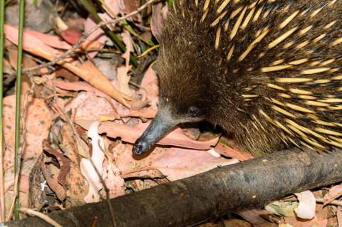 A short-beaked echidna forages among dry leaves and branches on the forest floor in Tasmania, Australia.