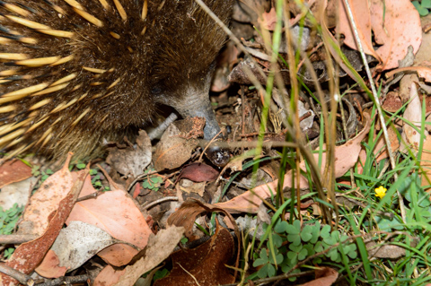 A short-beaked echidna probes the leaf litter with its snout while foraging for ants on the forest floor in Tasmania, Australia.