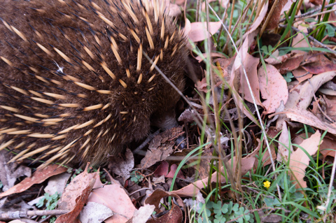 A short-beaked echidna pushes its snout deep into leaf litter while foraging, its spines fanning outward among fallen eucalyptus leaves and grass.