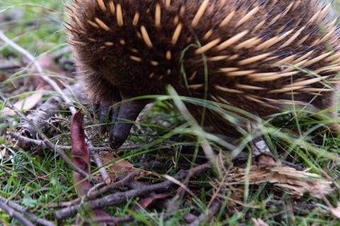 A short-beaked echidna lowers its snout to the ground while foraging among grass, twigs, and fallen leaves, its sharp spines visible along its back.