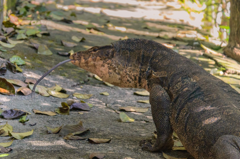 An Asian water monitor lizard moves along a concrete walkway scattered with leaves in the jungle near Tonsai, Thailand.