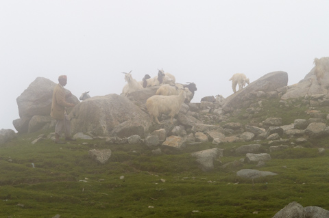 A goatherd stands among a small herd of goats on a rocky hillside in the Himalayan foothills, partially obscured by thick fog.