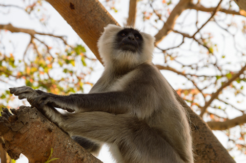 A Hanuman langur sits on a tree branch in Rishikesh, India, framed by sunlit leaves at the abandoned Beatles Ashram.