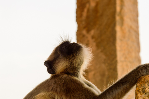 A Hanuman langur rests against weathered stone ruins in Hampi, Karnataka, India, gazing upward in soft light.