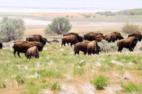 A herd of American bison grazes on open grassland on Antelope Island, Utah, with sparse shrubs and the Great Salt Lake basin in the distance.