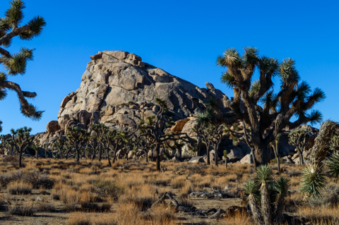 A cluster of Joshua trees stands among dry desert grasses and boulders beneath a clear blue sky in Joshua Tree National Park, California.