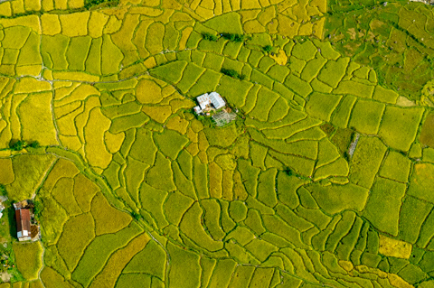 Geometric rice paddies form a patchwork of green and gold below, viewed from a paraglider above Pokhara, Nepal.