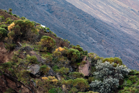 Goats graze on steep, shrub-covered volcanic slopes on Stromboli, Italy, with dark lava fields rising behind them.