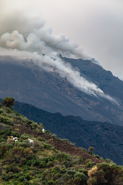 Goats graze on green volcanic slopes on Stromboli as smoke and ash rise from the erupting volcano in the background.