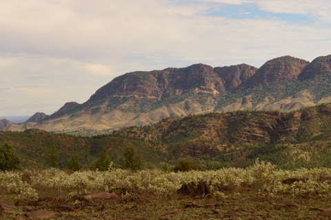 Layered red and green mountain ridges rise above low scrub and wildflowers under a soft, overcast sky along Australia’s southern coast.