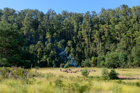 People gather in a grassy clearing at a Rainbow Family gathering in Tasmania, Australia, surrounded by dense forest as smoke from a communal fire rises into the trees.