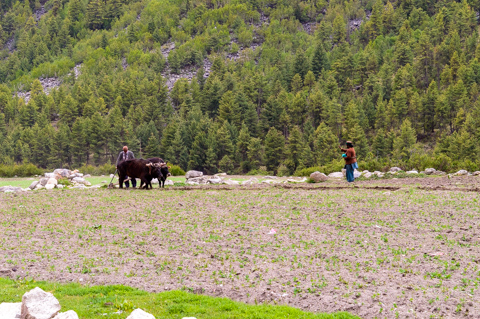 A farmer plows a field with two oxen in Chitkul, in India’s Sangla Valley, as another person walks across the field scattering seeds against a backdrop of forested mountains.