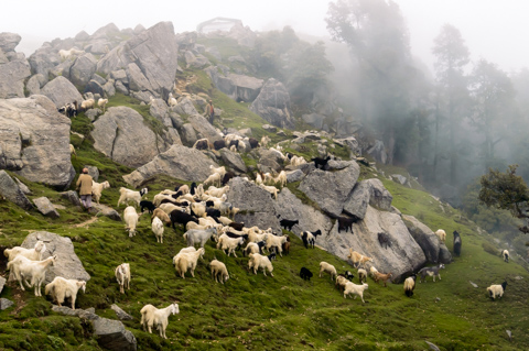 Two goatherds guide a herd of goats across a rocky hillside near Triund, above Dharamshala, India, as mist drifts through the forested slopes of the Himalayan foothills.